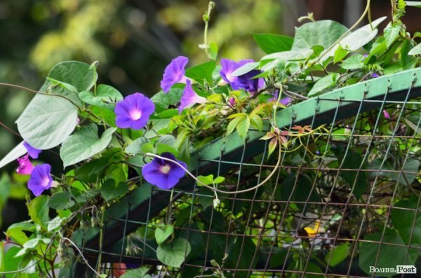 Фотопогляд: вулиця Лесі Українки