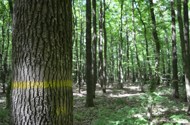 Коркове дерево та величні дуби: як на Волині приживаються «незвичні» дерева