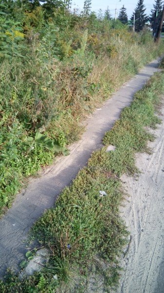 Через зарослий тротуар мешканці вулиці в Луцьку ходять дорогою. ФОТО