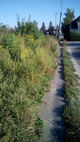 Через зарослий тротуар мешканці вулиці в Луцьку ходять дорогою. ФОТО