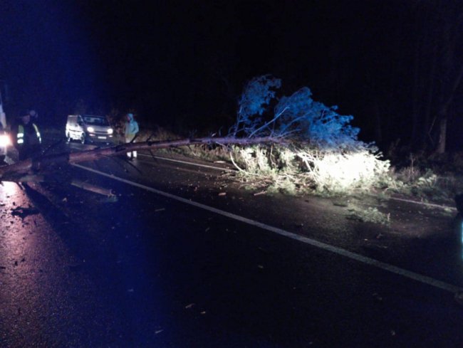 На Волині сильний вітер повалив на дорогу дерева. ФОТО