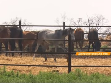 Хворі та голодні: на Дніпропетровщині занепадає кінний завод. ВІДЕО