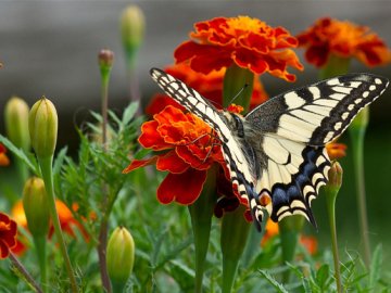 Погода у Луцьку на завтра, 21 червня