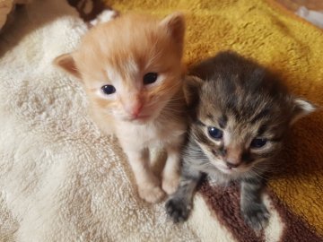 Всесвітній день домашніх тварин: волиняни показали фото і розповіли зворушливі історії своїх улюбленців