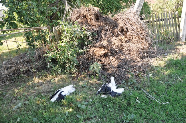 Як волинське подружжя рятувало лелек