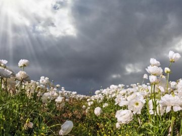 Погода у Луцьку на завтра, 17 травня