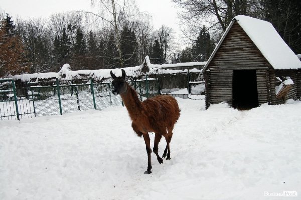 Як гріються тварини у Луцькому зоопарку. ФОТО