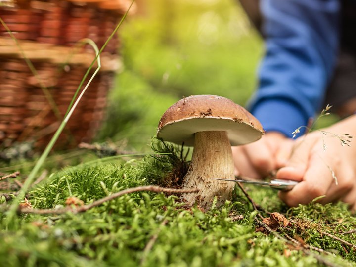 На ринку в Луцьку – грибний ажіотаж: які продають гриби і скільки коштує кілограм