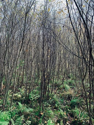 «Серце Волині»: де розташоване загадкове озеро, якого нема на карті