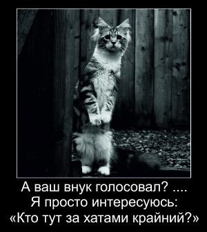 Бабуся, яка переписала хату на кота: інтернет жартує. ФОТО