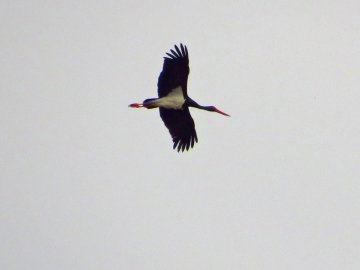 У небі над Волинню помітили червонокнижних птахів. ФОТО