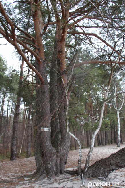 Звідки на волинському озері з'явилася грузинська Піцунда