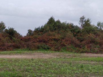 Ліси-«сироти»: проблемні насадження чи приховані резерви