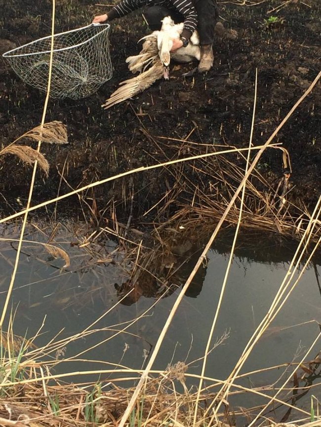 Під Луцьком небайдужі врятували пораненого лебедя. ФОТО