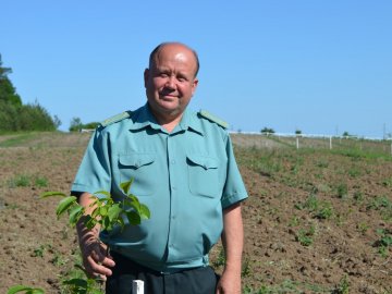 Горіховий рай: як на Волині плекають «смачну і корисну» плантацію
