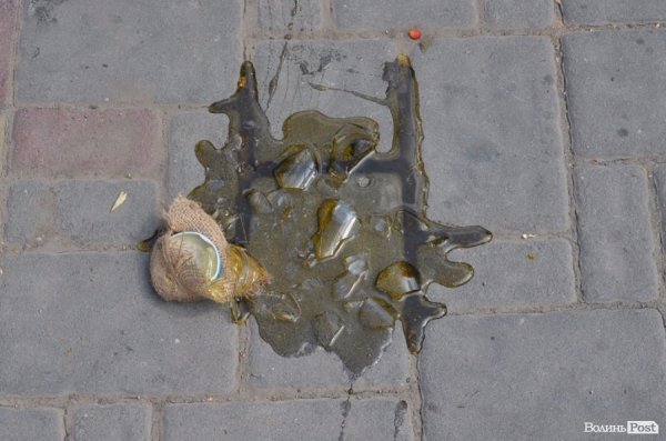 У когось розбилась баночка меду