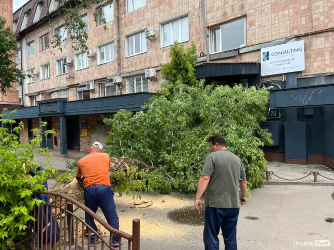 У Луцьку впало дерево та перегородило вхід до офісних приміщень