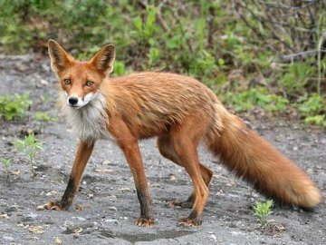 На вулицях Луцька все частіше розгулюють дикі лисиці