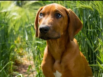 Погода у Луцьку та Волинській області на понеділок, 2 липня