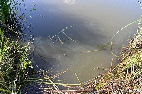 Вода доволі каламутна через мул та роботу драглайна поруч