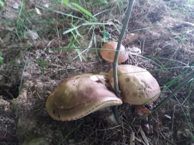 Волинянин похизувався грибним «уловом».  ФОТО