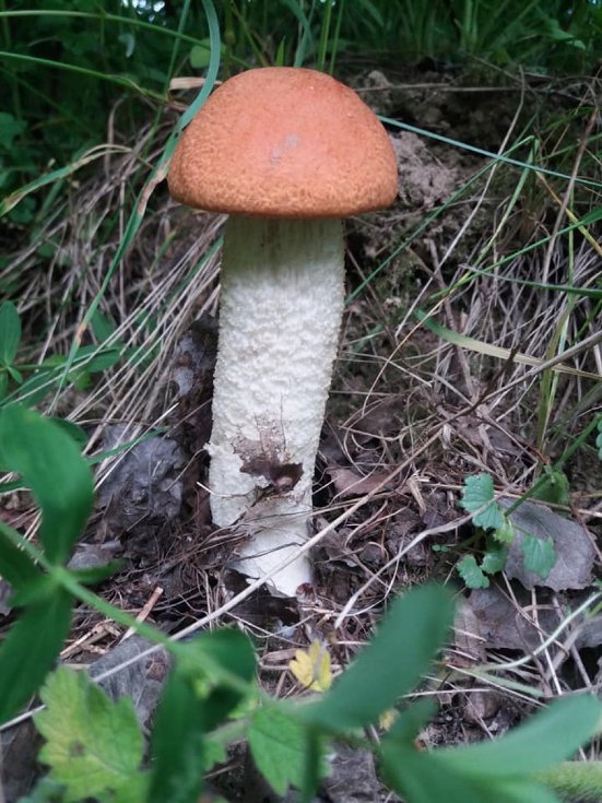 Волинянин похизувався грибним «уловом».  ФОТО