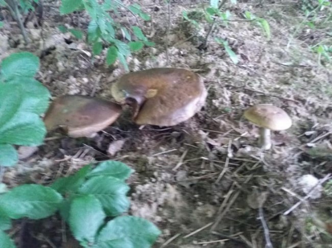 Волинянин похизувався грибним «уловом».  ФОТО