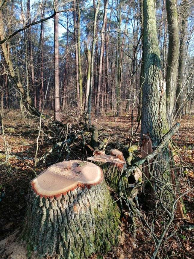 На Ківерцівщині вилучили автомобіль та обладнання «чорного лісоруба». ФОТО