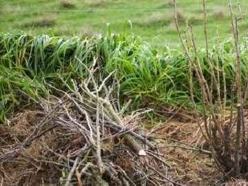 У Луцьку невідомі порубали кущі та не прибрали після себе