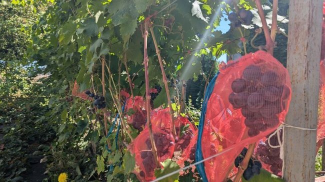 У Луцькому районі родина вирощує 30 сортів винограду та 100 сортів хризантем
