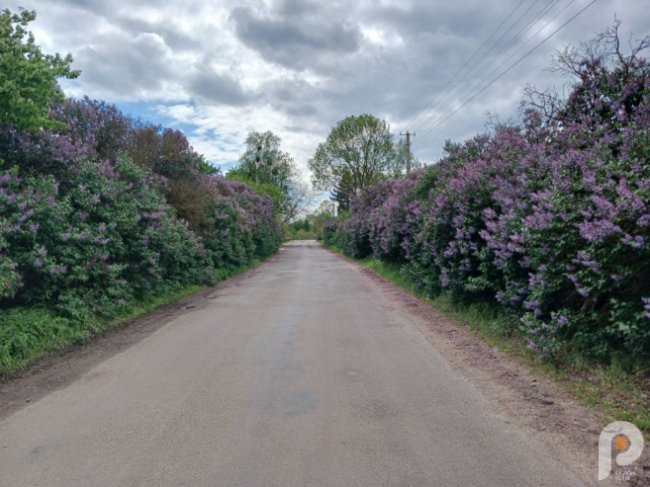 Вражає красою та ніжністю: на Волині рясно зацвіла бузкова алея. ФОТО