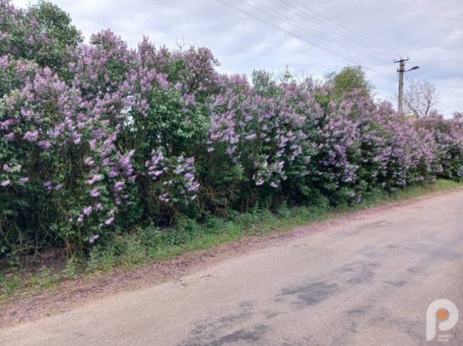 Вражає красою та ніжністю: на Волині рясно зацвіла бузкова алея. ФОТО