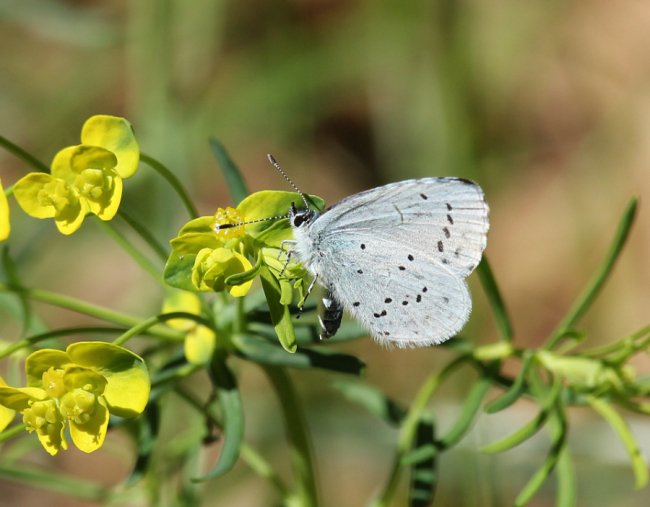 Синявець крушиновий (Celastrina argiolus)