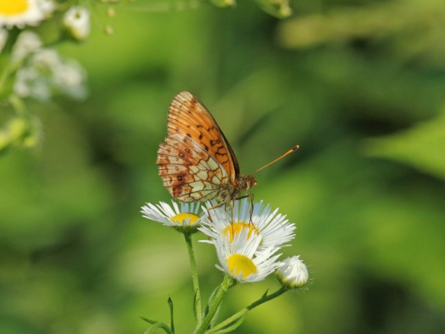 Перлівець Іно або перлівець таволжаний (Brenthis ino)