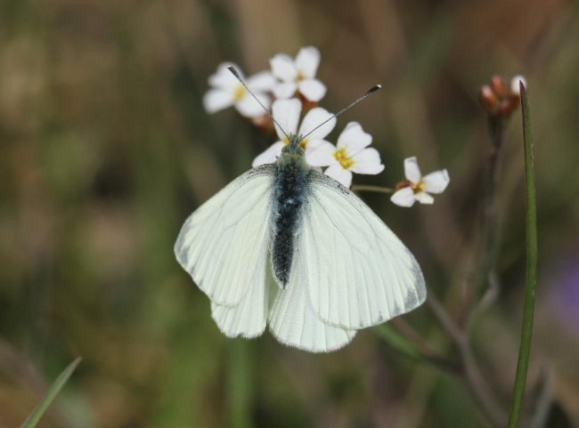 Білан брукв'яний (Pieris napi)