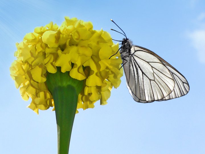 Літнє тепло повертається: Волинь накриє спека