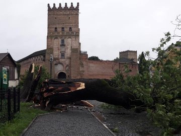В Старому місті впав знаменитий Лесин ясен. ФОТО