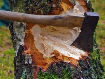 Незаконно рубав дерева та перевозив на власне обійстя: волинянин постане перед судом