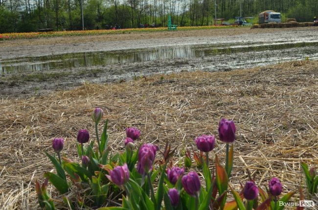 «Квітка, як і людина, має душу». На Волині розпочався фестиваль тюльпанів. ФОТО