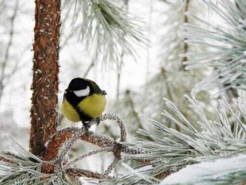 Погода в Луцьку та Волинській області на понеділок, 30 грудня