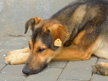 У Луцьку поменшає безпритульних тварин