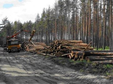 Лісничий дозволив вирубати лісу на 200 тисяч 