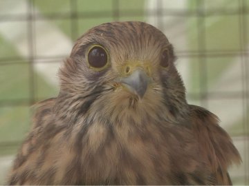 У Луцькому зоопарку виходжують врятованого птаха