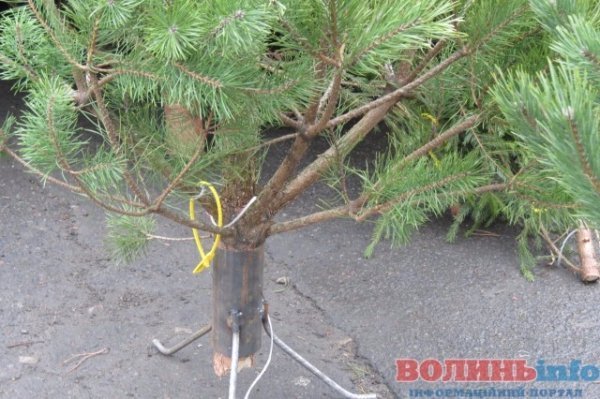 Скільки коштує новорічна красуня у Луцьку. ФОТО