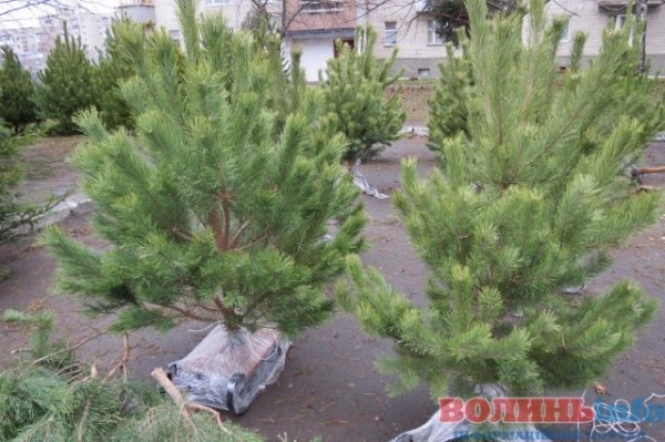 Скільки коштує новорічна красуня у Луцьку. ФОТО