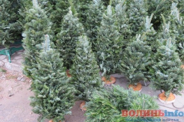 Скільки коштує новорічна красуня у Луцьку. ФОТО