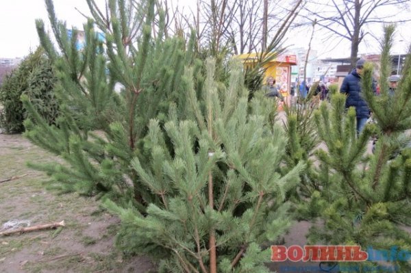 Скільки коштує новорічна красуня у Луцьку. ФОТО