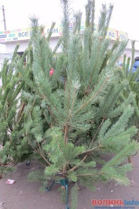 Скільки коштує новорічна красуня у Луцьку. ФОТО