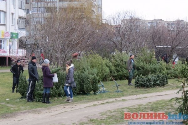 Скільки коштує новорічна красуня у Луцьку. ФОТО