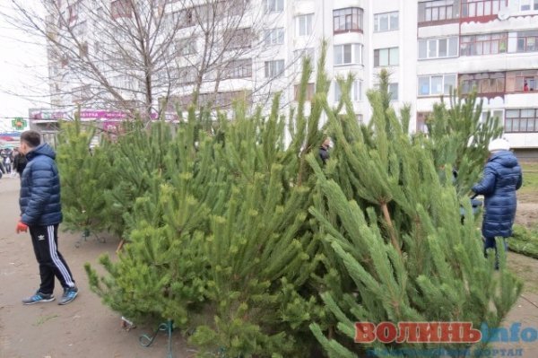 Скільки коштує новорічна красуня у Луцьку. ФОТО